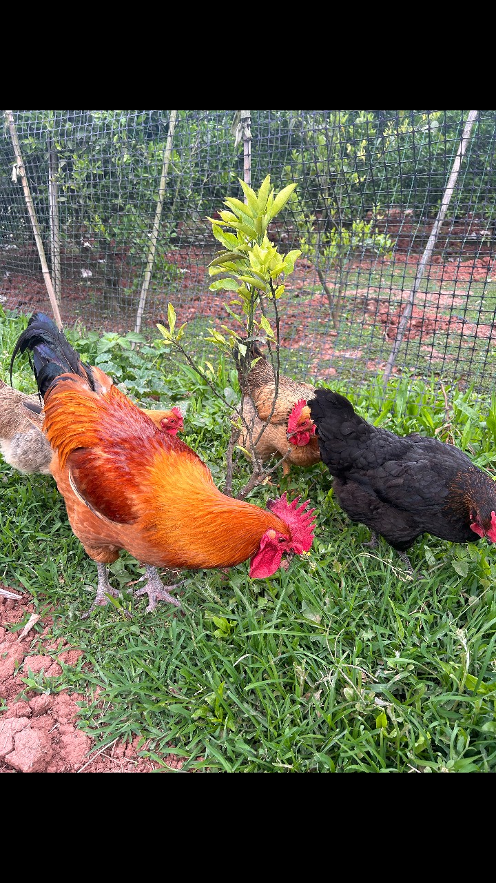 雄鸡对决，赛场火爆场面令人叹为观止